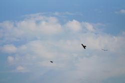 Falke 1_4